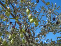  Die Oliven sind erntereif. &ndash; &copy; Adelheid Fritzsche (Eberhardt TRAVEL)