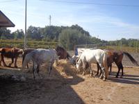  im Agriturismo &ndash; &copy; Adelheid Fritzsche (Eberhardt TRAVEL)