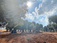 Apulien-Olivenhain.jpeg &ndash; &copy; Kerstin Heintzel (Eberhardt TRAVEL)