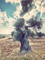 Apulien-alter Olivenbaum.jpeg &ndash; &copy; Kerstin Heintzel (Eberhardt TRAVEL)