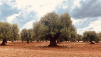 Masseria di Priore - Kochkurs.jpeg &ndash; &copy; Kerstin Heintzel (Eberhardt TRAVEL)