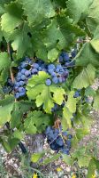 Apulien-Wein.jpeg &ndash; &copy; Kerstin Heintzel (Eberhardt TRAVEL)