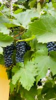 Apulien-Weinrebe.jpeg &ndash; &copy; Kerstin Heintzel (Eberhardt TRAVEL)