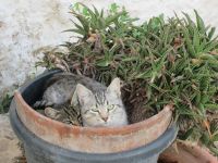 Ostuni &ndash; &copy; Heike Heinen (Eberhardt TRAVEL)