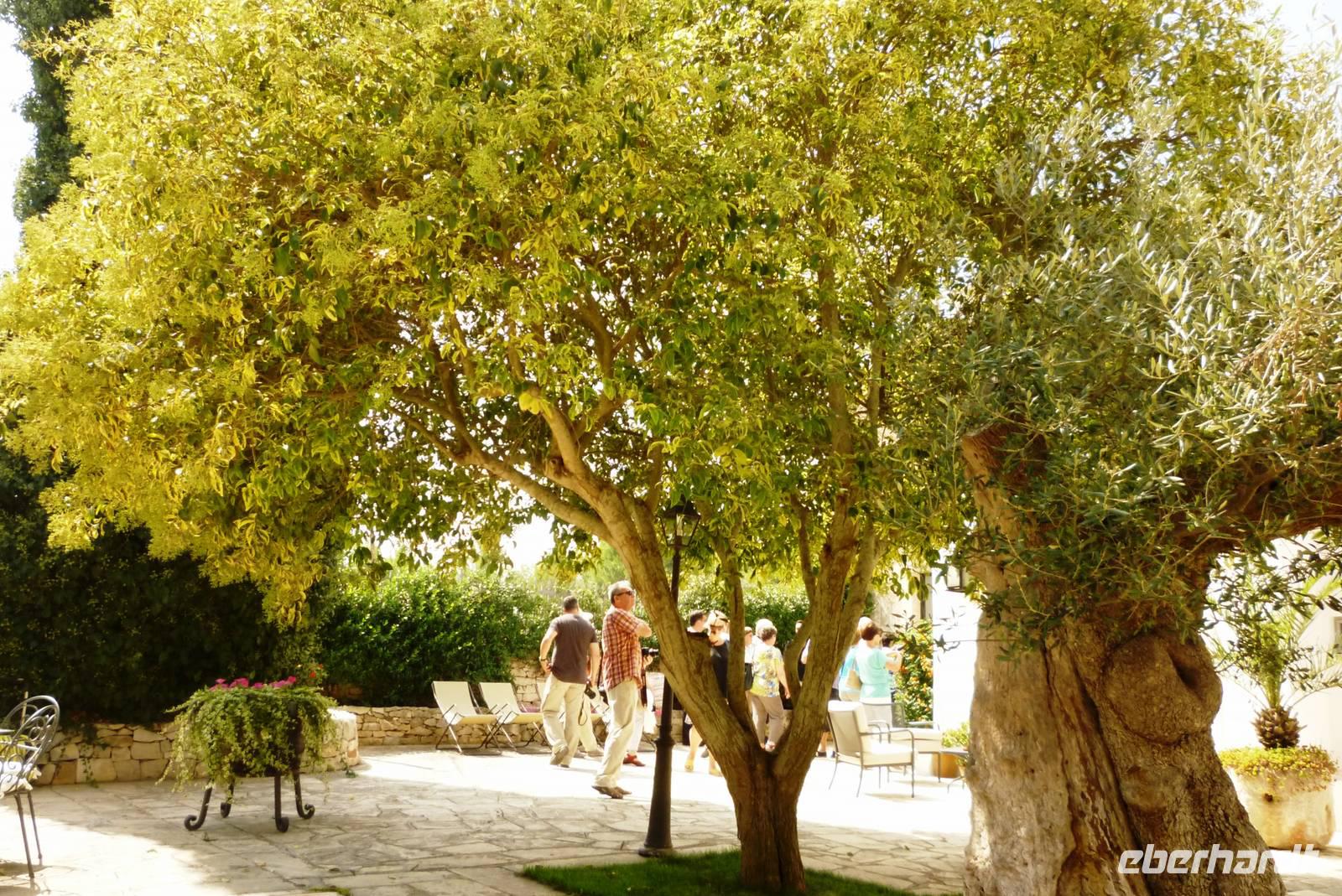 10.09.2014 Masseria Salionla, Olivenbaum &ndash; &copy; Jutta Petzold-Herrmann (Eberhardt TRAVEL)