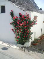 13.05.15: Alberobello &ndash; &copy; Bernhard Sieber (Eberhardt TRAVEL)