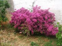 15.05.15: Blumenpracht bei der Masseria Priore &ndash; &copy; Bernhard Sieber (Eberhardt TRAVEL)