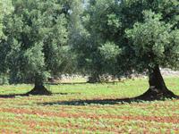 Masseria Priore &ndash; &copy; Marion Kottlos (Eberhardt TRAVEL)