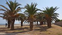 Palmen am Hafen von Trani &ndash; &copy; Maxi Goldbach (Eberhardt TRAVEL)