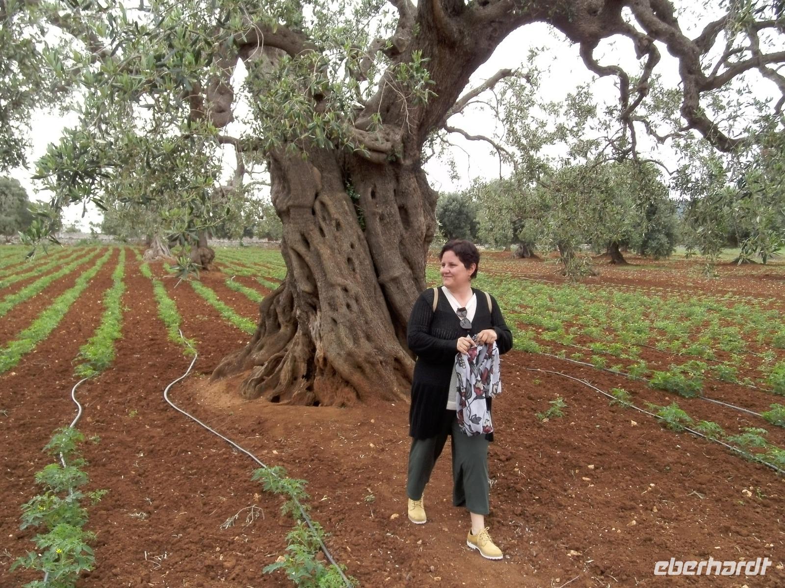 Olivenbaum mit Valeria &ndash; &copy; Claudia Hartwich (Eberhardt TRAVEL)