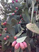 Kaktusfeigen &ndash; &copy; Kerstin Heintzel (Eberhardt TRAVEL)