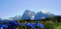 Seiser Alm - Enzianwiese mit Lang und Plattkofel &ndash; &copy; Claudia Bernhardt (Eberhardt TRAVEL)