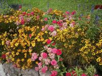 Sommerblumen &ndash; &copy; Gabriele Schwarze (Eberhardt TRAVEL)