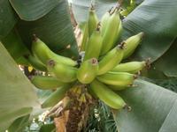 Bananenstaude