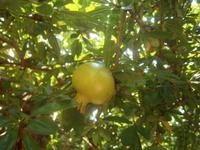 Granatapfel