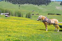 Seiser Alm (18) &ndash; &copy; Cathleen Schaper (Eberhardt TRAVEL)
