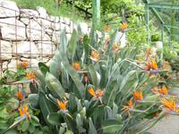 05.06.2017 Schloss Trauttmansdorff Meran