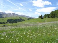10.06.2017 Blühende Wiesen auf der Seiser Alm &ndash; &copy; Jutta Petzold-Herrmann (Eberhardt TRAVEL)
