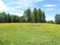 10.06.2017 Seiser Alm &ndash; &copy; Jutta Petzold-Herrmann (Eberhardt TRAVEL)