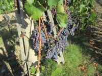 Chiantiano Terme &ndash; &copy; Gisela Gerlach (Eberhardt TRAVEL)