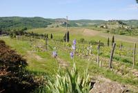 Blick in die Landschaft des Chianti-Gebietes &ndash; &copy; Philipp Schmitz (Eberhardt TRAVEL)