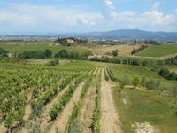Weingut 