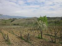 Empoli_Bauernhof (2) &ndash; &copy; Andreas Höhn (Eberhardt TRAVEL)