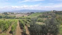 Weingut 
