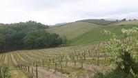 Fahrt nach San Gimignano ... &ndash; &copy; Katrin Deutschbein (Eberhardt TRAVEL)