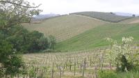 Fahrt nach San Gimignano ... &ndash; &copy; Katrin Deutschbein (Eberhardt TRAVEL)