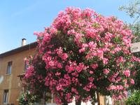 Torri del Benaco
