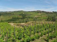 Chianti-Weinstraße