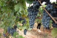 Weinprobe (6) &ndash; &copy; Benjamin Rodriguez Manzanares (Eberhardt TRAVEL)