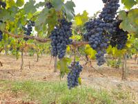 Weinprobe (2) &ndash; &copy; Benjamin Rodriguez Manzanares (Eberhardt TRAVEL)
