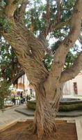 Gummibaum in Marsala &ndash; &copy; Maja Petermann (Eberhardt TRAVEL)