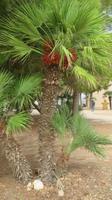 Palme in Selinunte &ndash; &copy; Maja Petermann (Eberhardt TRAVEL)