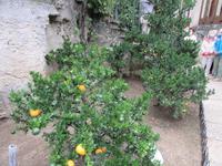 Besuch der Limonaie &ndash; &copy; Petra Sauer (Eberhardt TRAVEL)
