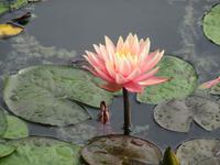 Seerose &ndash; &copy; Petra Sauer (Eberhardt TRAVEL)