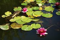 Besuch des Botanischen Gartens La Mortella (12) &ndash; &copy; Benjamin Rodriguez Manzanares (Eberhardt TRAVEL)