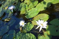 Besuch des Botanischen Gartens La Mortella (13) &ndash; &copy; Benjamin Rodriguez Manzanares (Eberhardt TRAVEL)