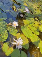 Besuch des Botanischen Gartens La Mortella (8) &ndash; &copy; Benjamin Rodriguez Manzanares (Eberhardt TRAVEL)