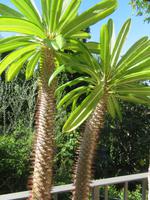Botanischer Garten La Mortella_6 &ndash; &copy; Thomas Mühlbauer (Eberhardt TRAVEL)