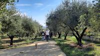 Rundreise Süd-Italien - Besuch einer Ölmühle mit Verkostung &ndash; &copy; Franziska Bergmann (Eberhardt TRAVEL)