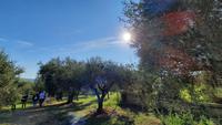 Rundreise Süd-Italien - Besuch einer Ölmühle mit Verkostung &ndash; &copy; Franziska Bergmann (Eberhardt TRAVEL)