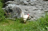 Huhn in Südtirol &ndash; &copy; Aline K. (Eberhardt TRAVEL)
