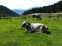 Südtiroler Bergkuh &ndash; &copy; Aline K. (Eberhardt TRAVEL)