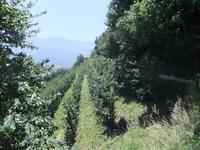 Apfelplantagen &ndash; &copy; Helen Krippner (Eberhardt TRAVEL)