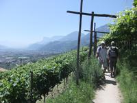 Weinhänge &ndash; &copy; Helen Krippner (Eberhardt TRAVEL)