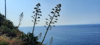 Vernazza - Agaven &ndash; &copy; Betina Marinow (Eberhardt TRAVEL)