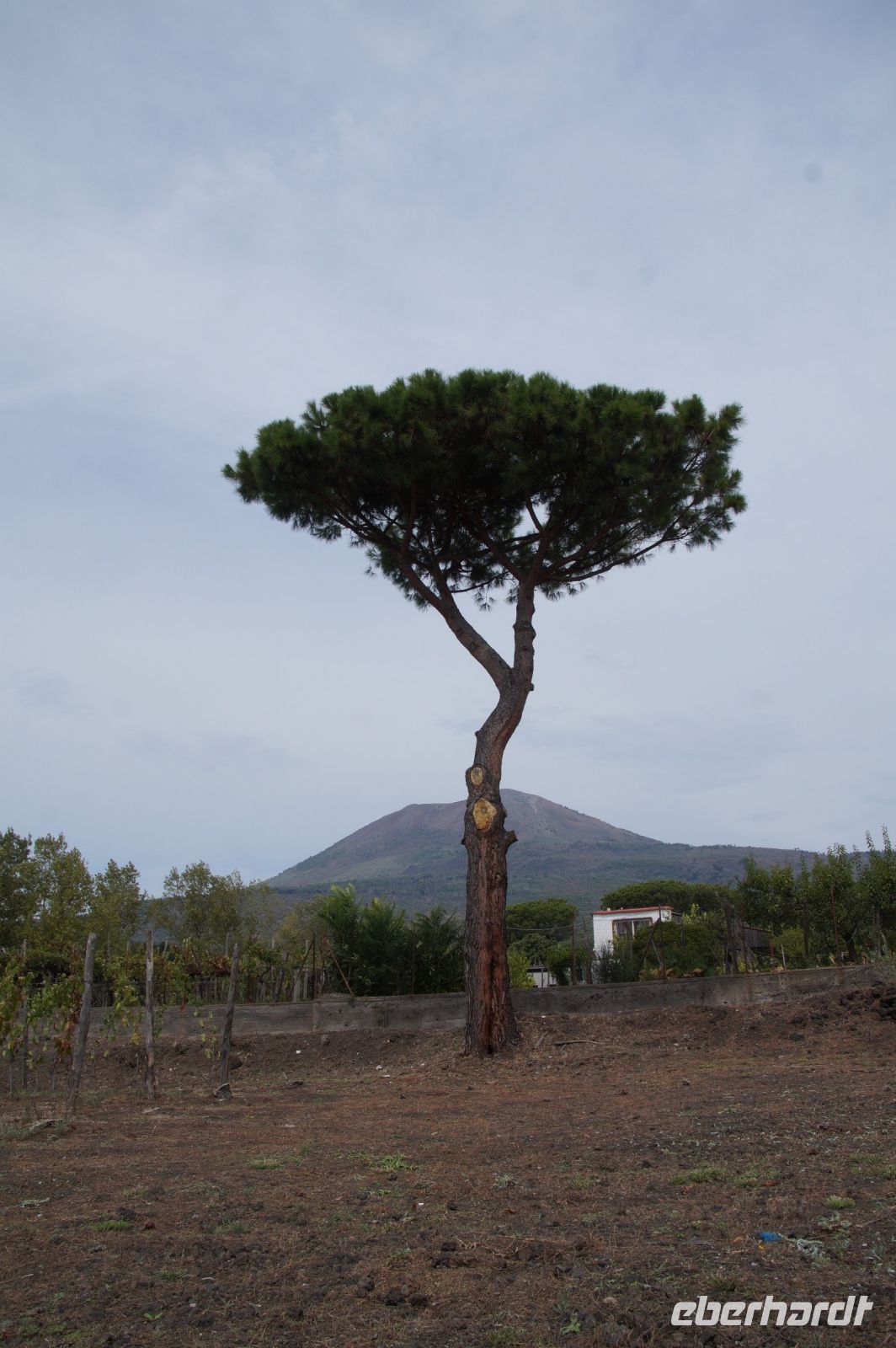 Plinius der Jüngere beschrieb in einem Brief an Tacitus die nach ihm benannte plinianische Erruption, die er mit einer Schirmpinie verglich. Schirmpinie vor dem Vesuv &ndash; &copy; Andreas Böcker (Eberhardt TRAVEL)